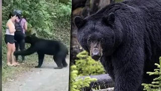 THE BLACK DEATH | 3 FATAL Black Bear Attacks