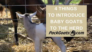 4 Things When Introducing Baby Goats to Your Herd
