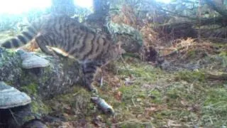 Scottish wildcat (Highland tiger) caught on spy cam