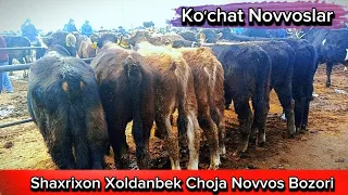 Koʻchat Novvoslar Narxlari Shaxrixon Xoldanbek Choja Novvos Bozori 19_12_2023 Narxlari