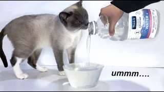 CATS try THICK WATER