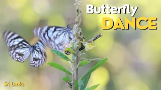 Butterfly Dance, Jetwing Vil Uyana, Sigiriya, Sri Lanka