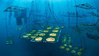 Amazing Pearls Oysters Farming For Jewelry 🦪 - Black Pearls Harvesting & Processing in Factory