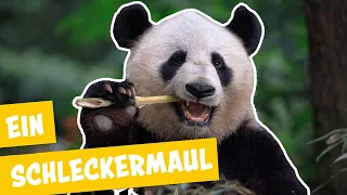 So lebt es sich als Pandabär im Zoo Berlin | Panda, Gorilla und Co.