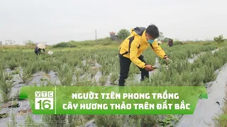 Người tiên phong trồng cây hương thảo trên đất Bắc | VTC16