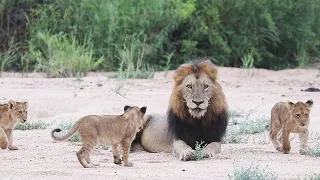 The NDHZENGA males and NTSEVU pride 🦁