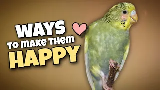 13 Essential Tips to Keep Your Budgie Healthy and Happy