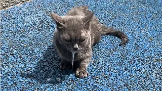 The poor blue cat had a sudden seizure in the hot parking lot, continuously foaming at the mouth.