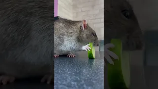 Крыса ест огурец 🥒