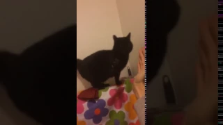 Funny cat gives a high five!