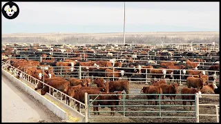 Australia's Largest Beef Farm - Most Modern Farming Model - Best Quality Meat