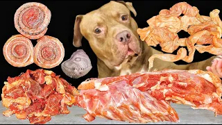 ASMR MUKBANG Pitbull Eating Raw Foods Horse Duck Bone