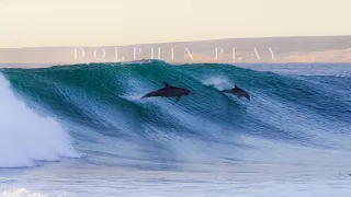 Amazing Dolphins Surfing Waves in Western Australia