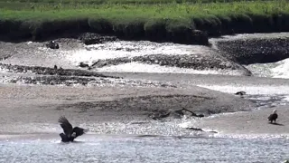 Eagle Takes Down Great Blue Heron