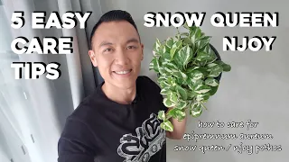 How to care for Epipremnum Aureum Snow Queen / Njoy Pothos | 5 Easy Care Tips in 8 Minutes!