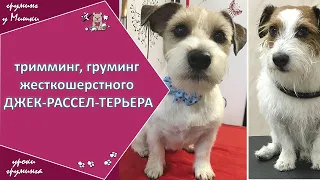 Тримминг, груминг жесткошерстного джек-рассел-терьера. Видео #1. Зоосалон у Мишки. Уроки груминга.