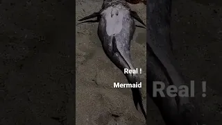Real Mermaid Found In Mombasa Kenya