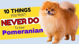 10 Things You Must Never Do to Your Pomeranian