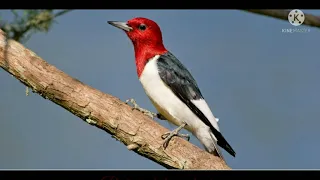 world all type of Woodpecker name and photo