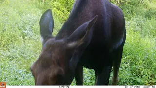 More moose smelling camera