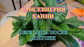 Сансевиерия ханни. Пересадка после покупки.