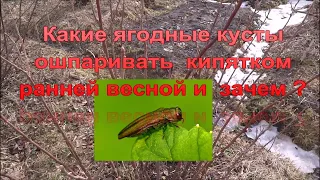 Какие ягодные кусты ошпаривать кипятком и зачем?