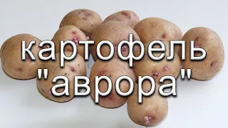 Обзор сорта картофеля "Аврора" (характеристики, свойства, фото)