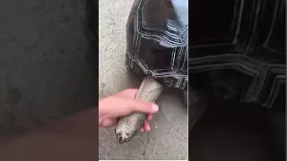 Turtle Penis gets a neck massage