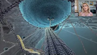 The Inner Life of the Cell by Harvard and HHMI narrated by Tydell