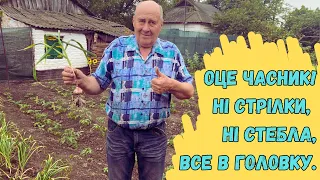 Оце часник. Ні стрілки, ні стебла, все в головку.