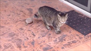 EPIC Funniest Scared Cat Compilation Funny cat Videos