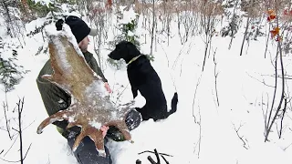 Best Shed Dog | Moose Shed Antler Hunting 2021