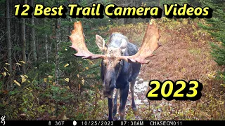 Best Trail Cam Videos of 2023 ~ My 12 Favorites!