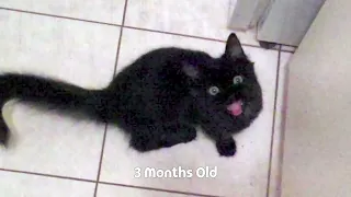 My cat has been screaming for 13 years