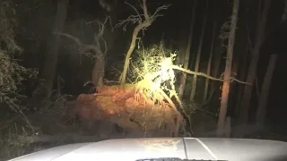 Driving into the Ghost Forest