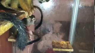 Обезьянка саймири - купить обезьяну саймири с питомника
