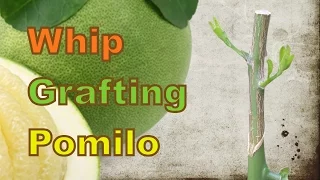 Whip grafting pomelo