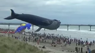 Huge whale kite