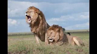 Lion Documentary - Lions with Anthony Hopkins | Wild Planet