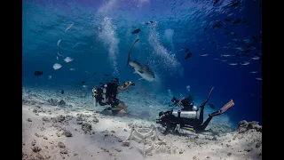 Tiger shark attack. Maldives. Fuvahmulah island