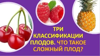 1. Три классификации плодов. Что такое сложный плод?