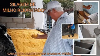 SILAGEM DE MILHO REIDRATADO: GARANTINDO O VERÃO FARTO!