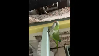 Parrots prefer to climb rather than fly