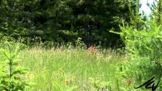 Wildflowers of British Columbia -  Beauty of our World 