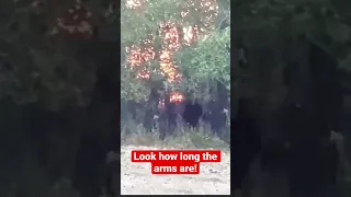 Bigfoot Filmed Hiding Behind Trees in Tennessee!