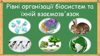 Рівні організації біосистем та їхній взаємозв'язок