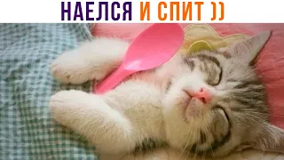 НАЕЛСЯ И СПИТ ))) Приколы с котами | Мемозг 1105