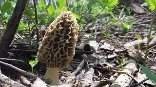 How To Find Morel Mushrooms Early Season in Michigan