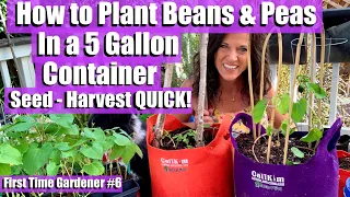 How to Plant Beans & Peas in a 5 Gallon Container - Seed to Harvest QUICK / First Time Gardener #6