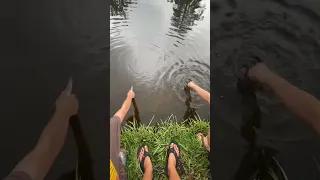 MASSIVE TARPON HANDFEEDING!! #fish #fyp #viral #fishing #shorts #bigfish #tarpon ##snook